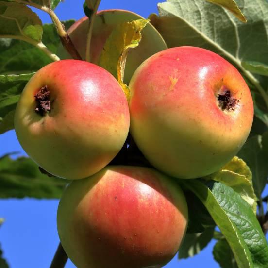 Pommier 'Jonagold' - Malus domestica 'Jonagold' - FLEURANDIE