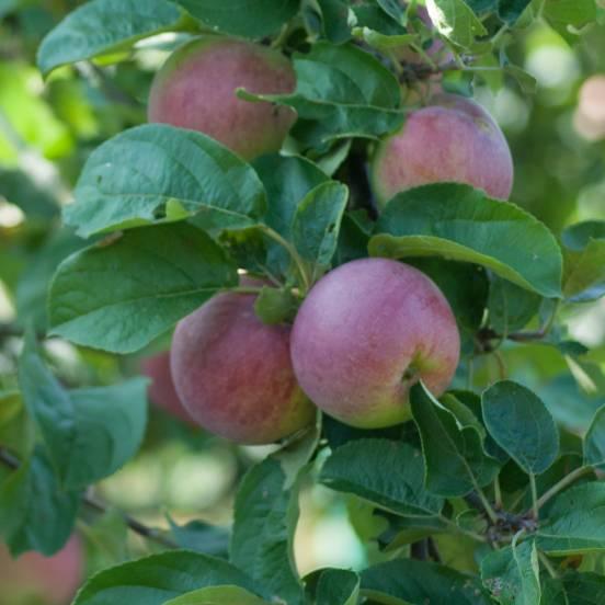 Pommier 'Melrose' - Malus domestica 'Melrose' - FLEURANDIE