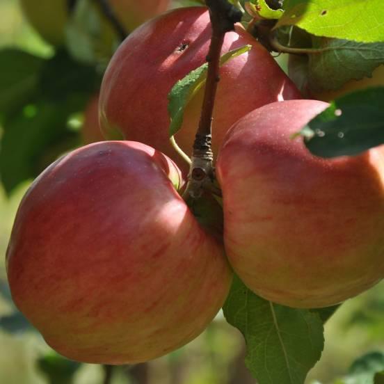 Pommier 'Reine des Reinettes' - Malus domestica 'Reine des Reinettes' - FLEURANDIE