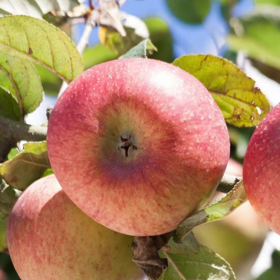 Pommier 'Reine des Reinettes' - Malus domestica 'Reine des Reinettes' - FLEURANDIE