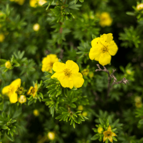 Potentille arbustive 'Goldfinger' - Potentilla fruticosa 'Goldfinger' - FLEURANDIE