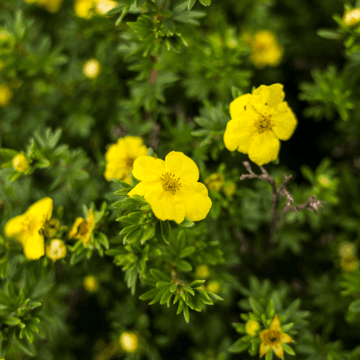 Potentille arbustive 'Goldfinger' - Potentilla fruticosa 'Goldfinger'