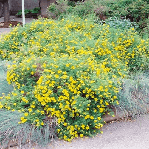 Potentille arbustive 'Goldfinger' - Potentilla fruticosa 'Goldfinger' - FLEURANDIE