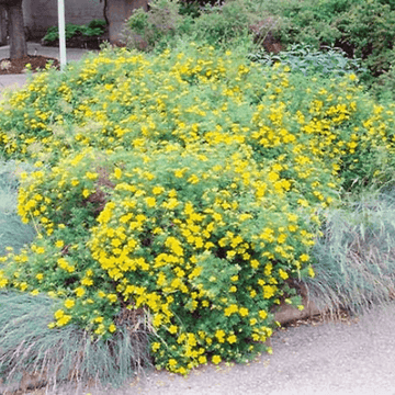 Potentille arbustive 'Goldfinger' - Potentilla fruticosa 'Goldfinger'