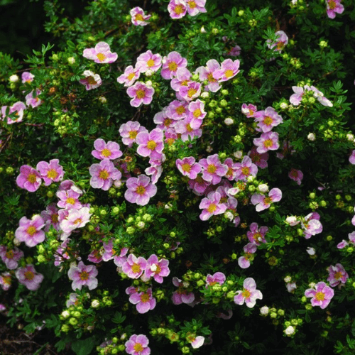 Potentille arbustive 'Lovely Pink'® - Potentilla fruticosa 'Lovely Pink'® - FLEURANDIE