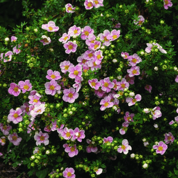 Potentille arbustive 'Lovely Pink'® - Potentilla fruticosa 'Lovely Pink'®