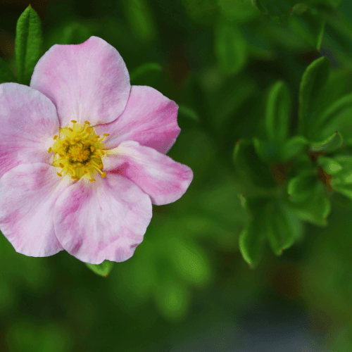 Potentille arbustive 'Lovely Pink'® - Potentilla fruticosa 'Lovely Pink'® - FLEURANDIE