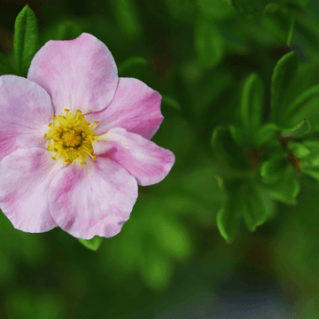 Potentille arbustive 'Lovely Pink'® - Potentilla fruticosa 'Lovely Pink'®