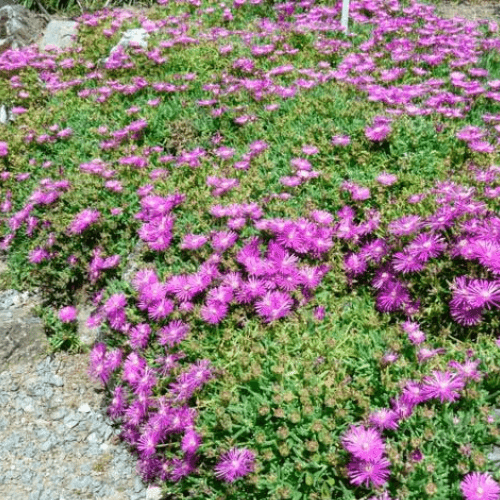 Pourpier de Cooper - Delosperma cooperi - FLEURANDIE