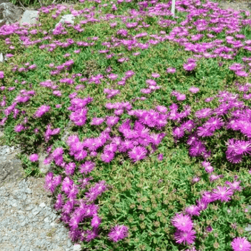 Pourpier de Cooper - Delosperma cooperi