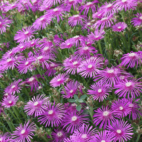 Pourpier de Cooper - Delosperma cooperi - FLEURANDIE