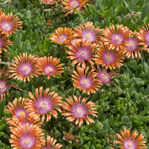 Pourpier - Delosperma 'fire spinner' - FLEURANDIE