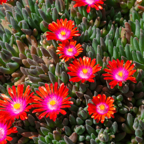 Pourpier vivace orange vif - Delosperma jewel of desert grenade - FLEURANDIE