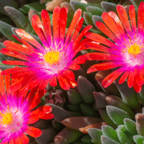 Pourpier vivace orange vif - Delosperma jewel of desert grenade - FLEURANDIE