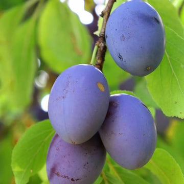 Prunier 'Quetsche d'Alsace' - Prunus domestica 'Quetsche d'Alsace'