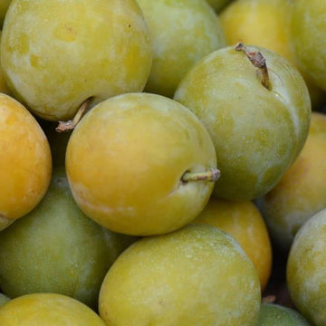 Prunier 'Reine Claude Dorée' - Prunus domestica 'Reine Claude Dorée'