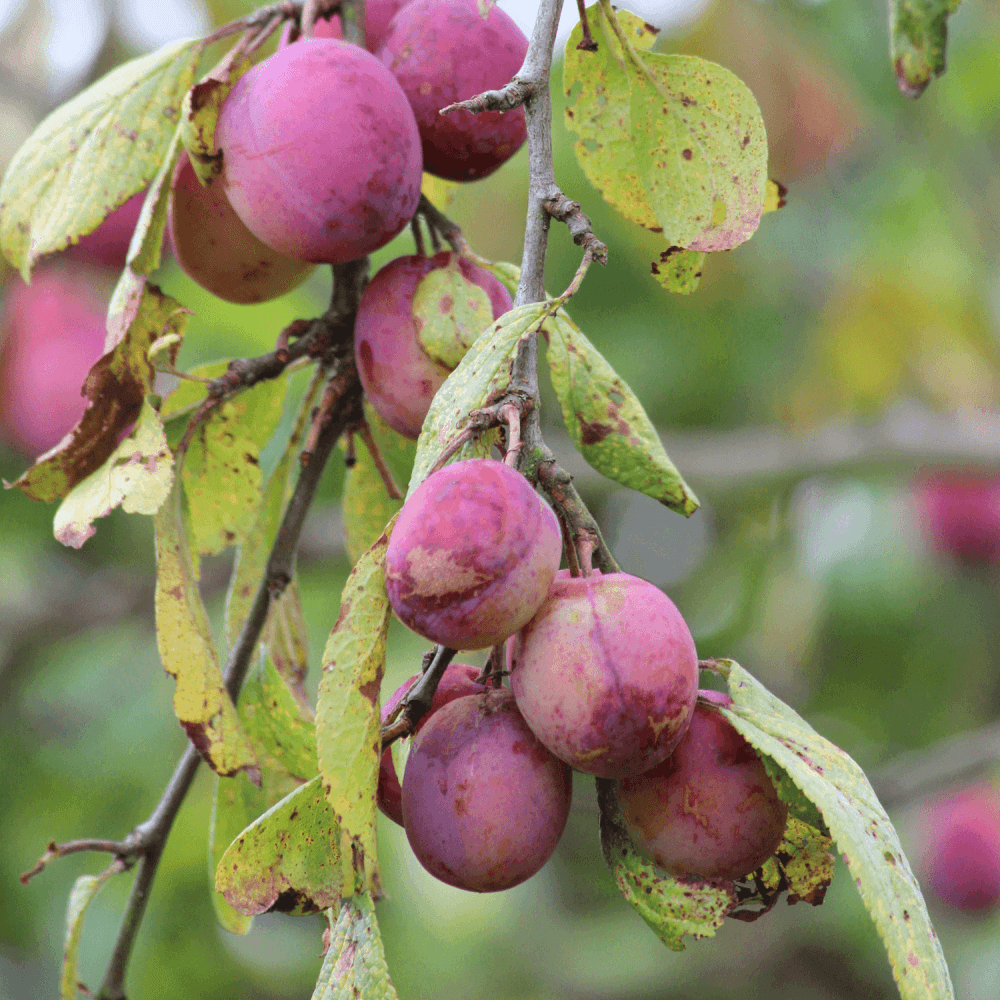 Prunier 'Victoria' - Prunus domestica 'Victoria' - FLEURANDIE