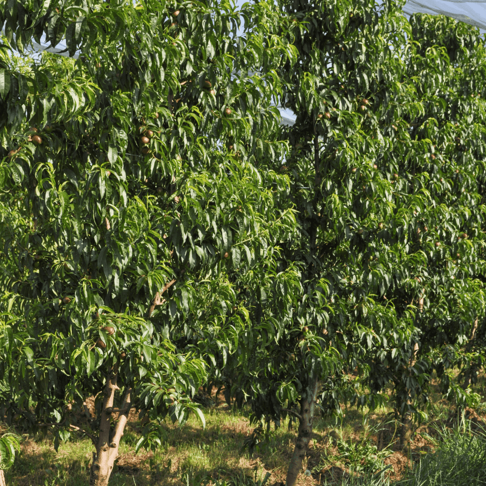 Prunier 'Victoria' - Prunus domestica 'Victoria' - FLEURANDIE