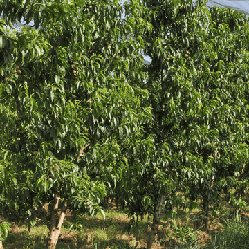 Prunier 'Victoria' - Prunus domestica 'Victoria'