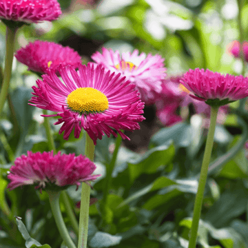 Reine Marguerite - Arctotis - FLEURANDIE