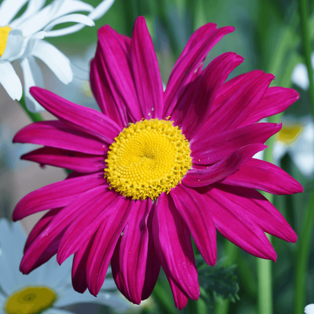 Reine Marguerite - Arctotis - FLEURANDIE