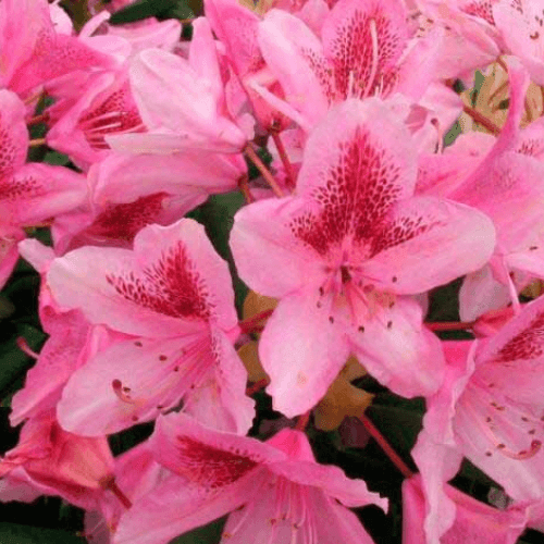 Rhododendron 'Cosmopolitan' - Rhododendron 'Cosmopolitan' - FLEURANDIE