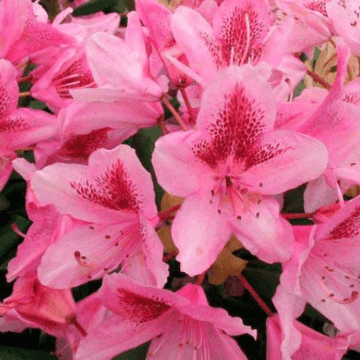 Rhododendron 'Cosmopolitan' - Rhododendron 'Cosmopolitan'