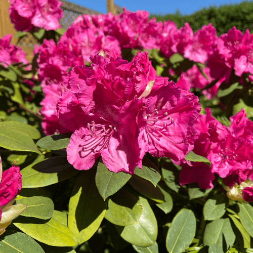 Rhododendron 'Germania' - Rhododendron 'Germania' - FLEURANDIE