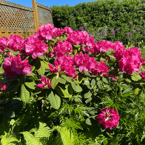 Rhododendron 'Germania' - Rhododendron 'Germania' - FLEURANDIE