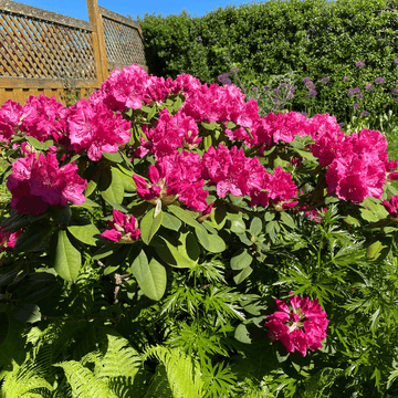 Rhododendron 'Germania' - Rhododendron 'Germania'