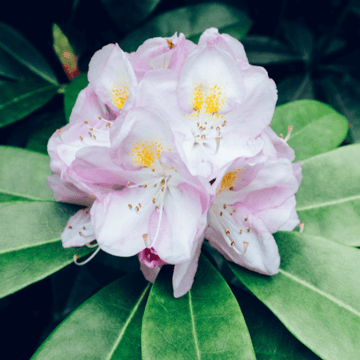 Rhododendron 'Gomer Waterer' - Rhododendron 'Gomer Waterer' - FLEURANDIE