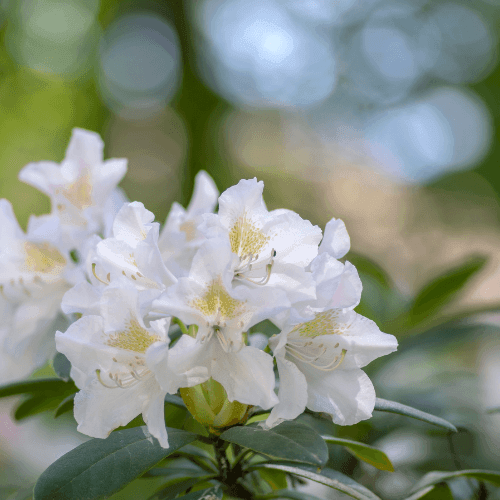 Rhododendron 'Madame Masson' - Rhododendron 'Madame Masson' - FLEURANDIE