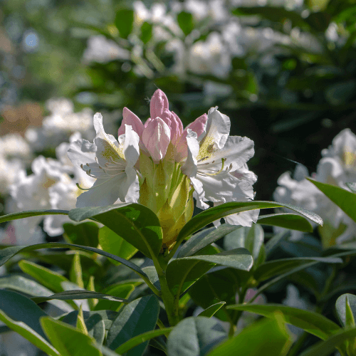 Rhododendron 'Madame Masson' - Rhododendron 'Madame Masson' - FLEURANDIE