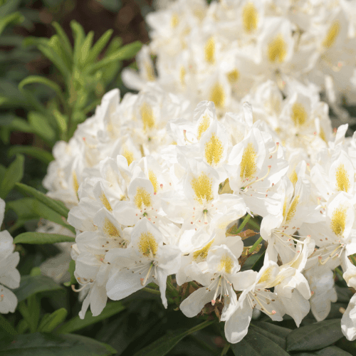 Rhododendron 'Madame Masson' - Rhododendron 'Madame Masson' - FLEURANDIE