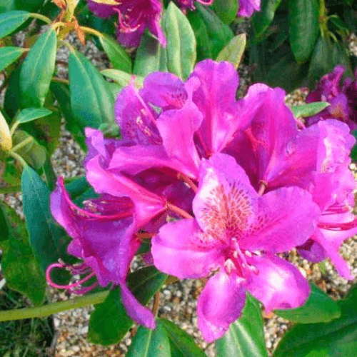 Rhododendron 'Marcel Menard' - Rhododendron 'Marcel Menard' - FLEURANDIE