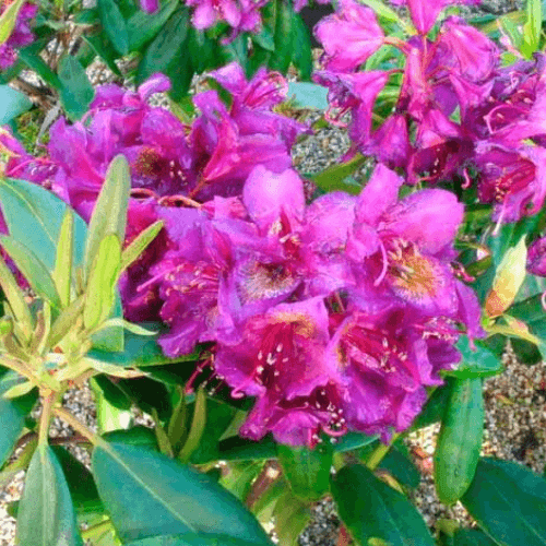 Rhododendron 'Marcel Menard' - Rhododendron 'Marcel Menard' - FLEURANDIE