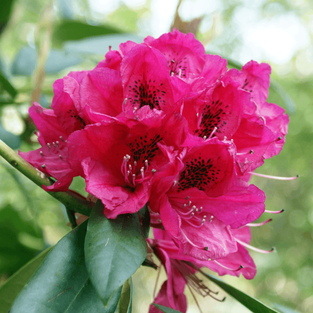 Rhododendron 'polarnacht' - Rhododendron ponticum 'Polarnacht' - FLEURANDIE