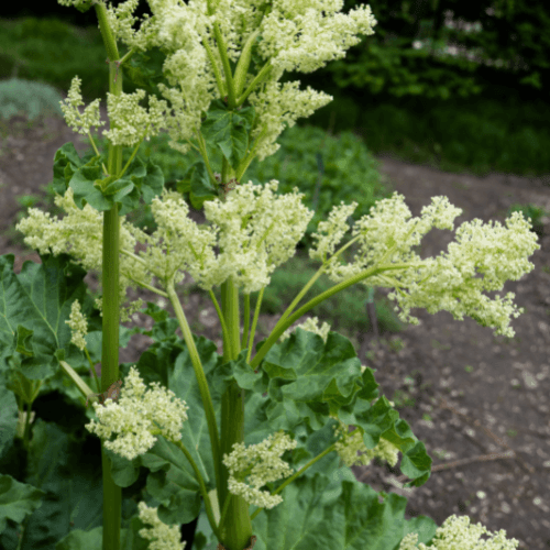 Rhubarbe - Rheum rhabarbarum - FLEURANDIE