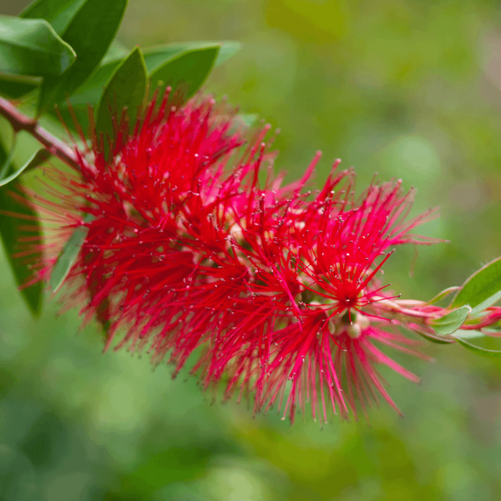 Rince-bouteilles - Callistemon laevis - FLEURANDIE
