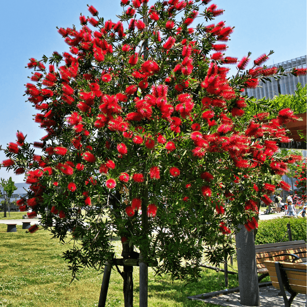 Rince-bouteilles - Callistemon laevis - FLEURANDIE