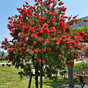 Rince-bouteilles - Callistemon laevis - FLEURANDIE