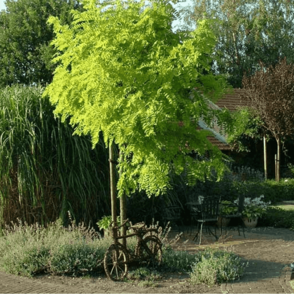 Robinia pseudoacacia 'Frisia' - Robinia pseudoacacia 'Frisia' - FLEURANDIE