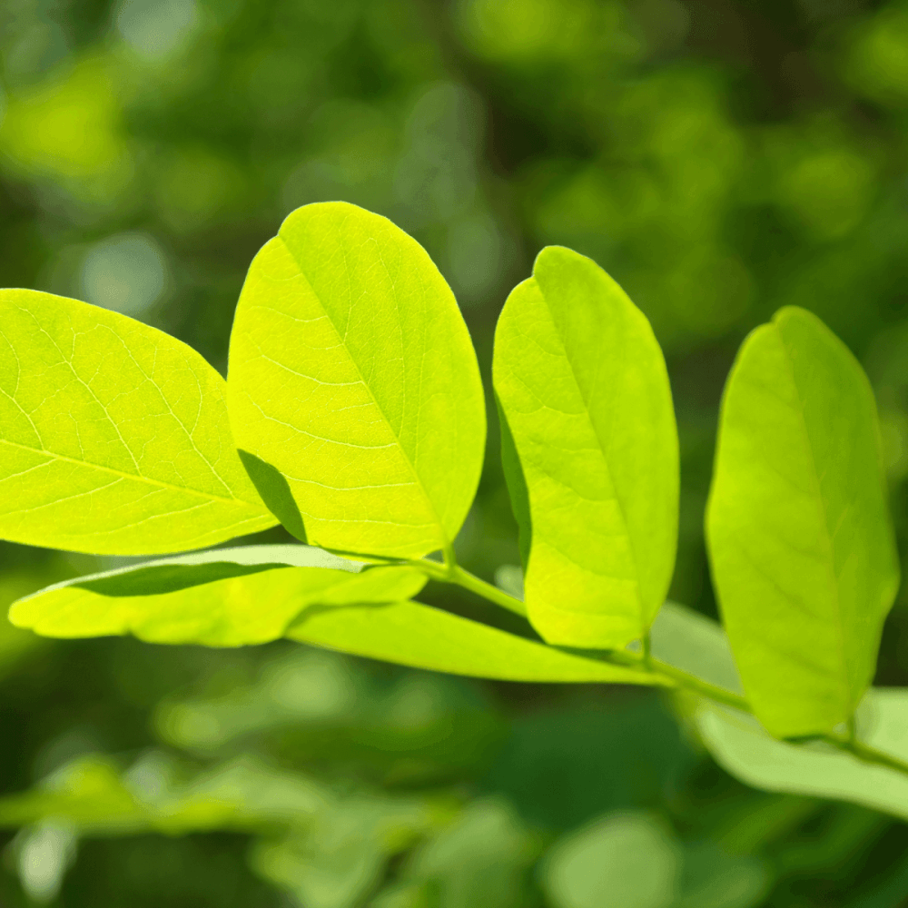 Robinia pseudoacacia 'Frisia' - Robinia pseudoacacia 'Frisia' - FLEURANDIE