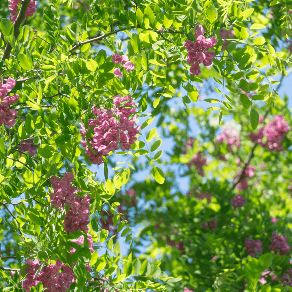 Robinier faux acacia 'Casque Rouge' - Robinia 'Casque Rouge' - FLEURANDIE