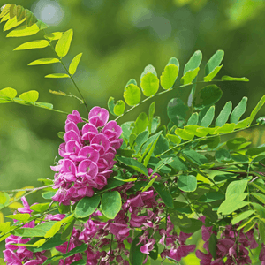 Robinier faux acacia 'Casque Rouge' - Robinia 'Casque Rouge' - FLEURANDIE