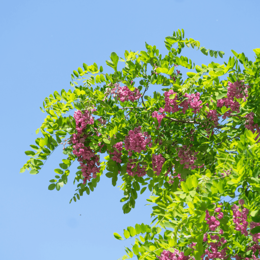 Robinier faux acacia 'Casque Rouge' - Robinia 'Casque Rouge' - FLEURANDIE