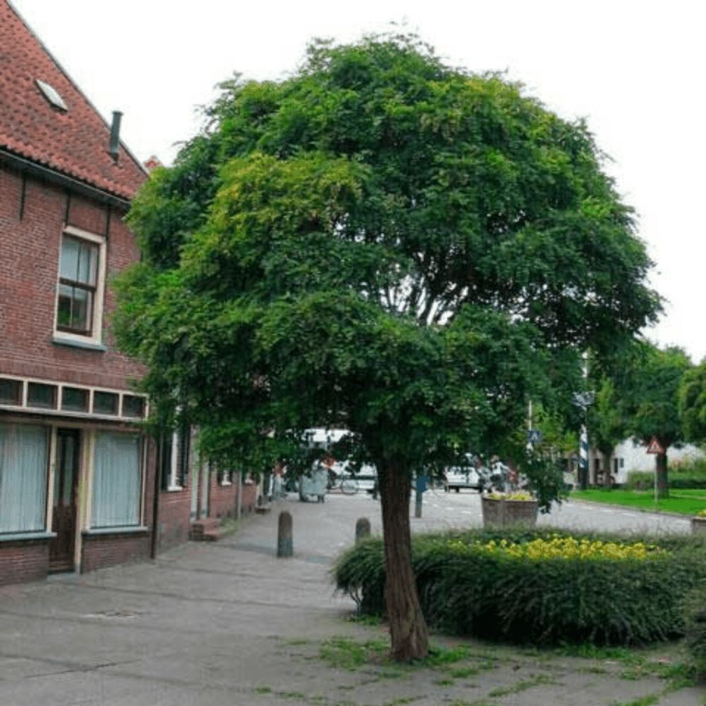 Robinier faux acacia 'Umbraculifera', Acacia boule - Robinia pseudoacacia 'Umbraculifera' - FLEURANDIE