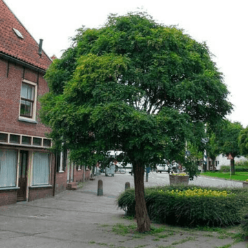 Robinier faux acacia 'Umbraculifera', Acacia boule - Robinia pseudoacacia 'Umbraculifera'