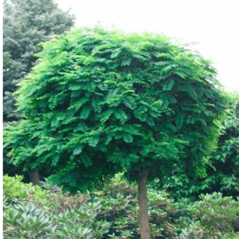 Robinier faux acacia 'Umbraculifera', Acacia boule - Robinia pseudoacacia 'Umbraculifera' - FLEURANDIE