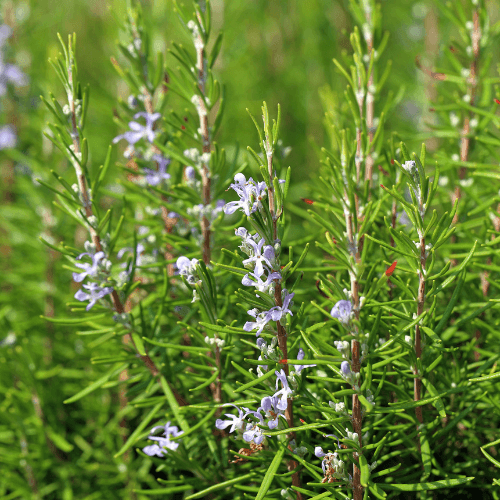 Romarin officinal - Rosmarinus officinalis - FLEURANDIE